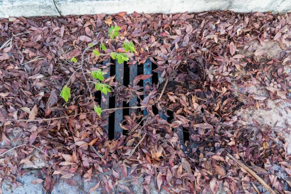 Cost of Yard Drain Unclogging in Olympia