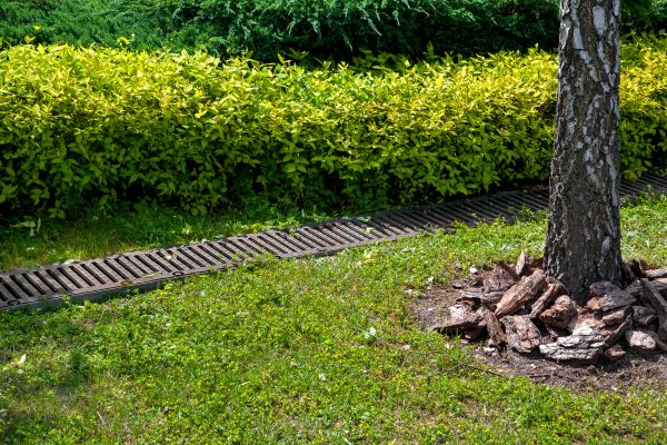 Cost of Residential Landscape Drainage in Olympia